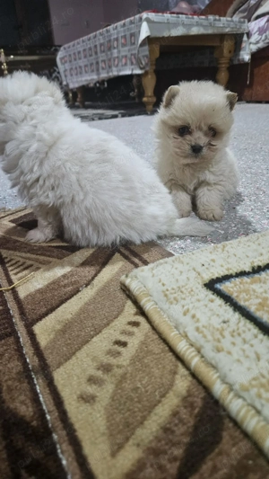 Vând căței pomeranian