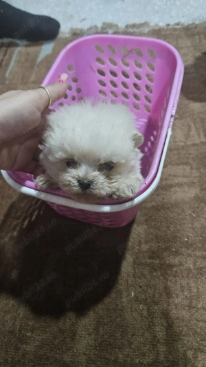 Vând căței pomeranian - imagine 4