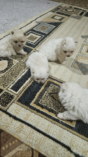 Vând căței pomeranian - imagine 2