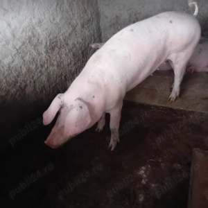 Vand porc, 100-150 kg