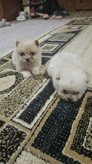 Vând căței pomeranian - imagine 3