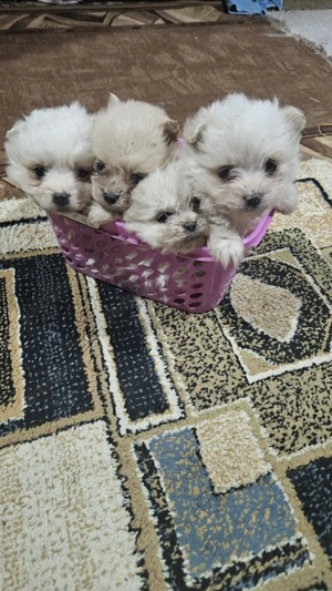 Vând căței pomeranian - imagine 5