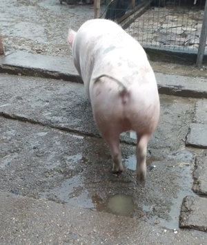 Vând porc  - imagine 2