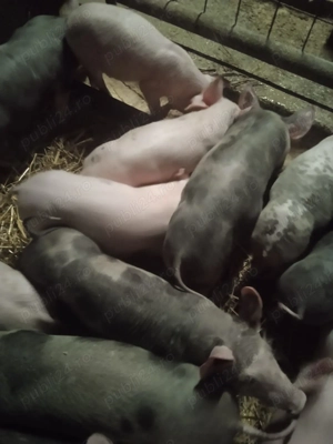 Purcei de vânzare!!! - imagine 4