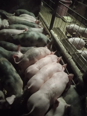 Purcei de vânzare!!! - imagine 2