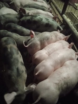 Purcei de vânzare!!! - imagine 3