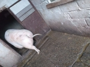 Vând purcea - imagine 2