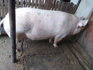 Vând purcea - imagine 3