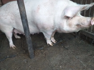 Vând purcea - imagine 4