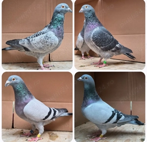 Porumbei voiajori, tineret 2025 și din matca - imagine 3