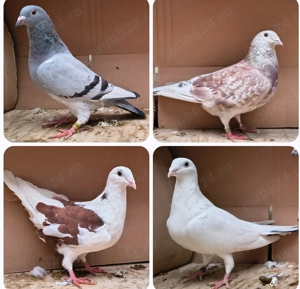 Porumbei voiajori, tineret 2025 și din matca - imagine 5