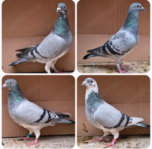 Porumbei voiajori, tineret 2025 și din matca - imagine 4