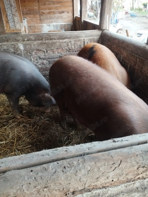 Porci pt sacrificat, mari și mici - imagine 3