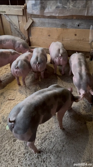 purcei pietrain belgian 