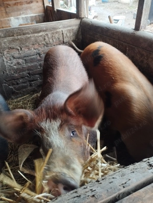 Porci pt sacrificat. Mari și mici