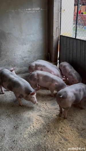 purcei pietrain belgian  - imagine 2