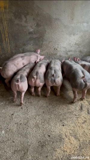 purcei pietrain belgian  - imagine 3