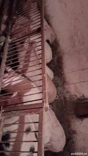 porci pentru toate buzunarele  - imagine 2