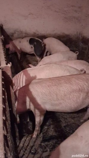 porci pentru toate buzunarele 