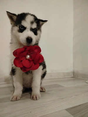 Cățelușa hasky siberian  - imagine 3