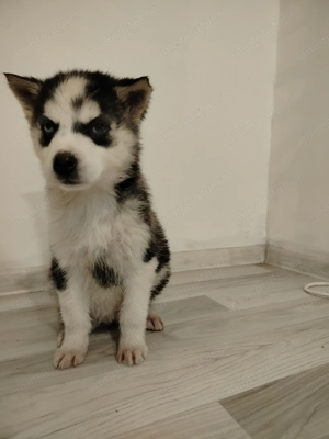 Cățelușa hasky siberian 