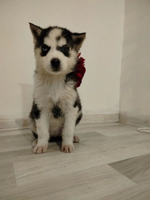 Cățelușa hasky siberian  - imagine 2