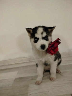 Cățelușa hasky siberian  - imagine 4