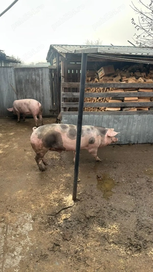 Vând Porci de calitate regală  - imagine 2