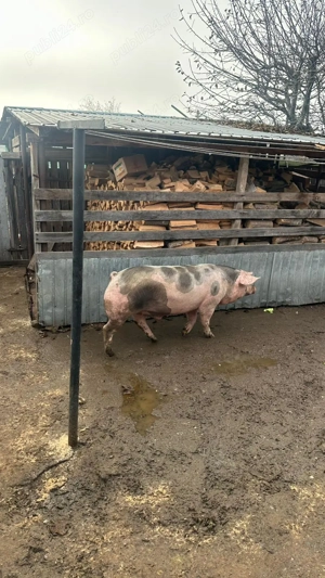 Vând Porci de calitate regală  - imagine 5