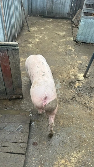 Vând Porci de calitate regală  - imagine 4