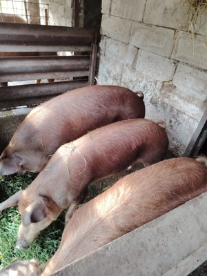 Vins porci rasa Duron rasa de carne - imagine 5