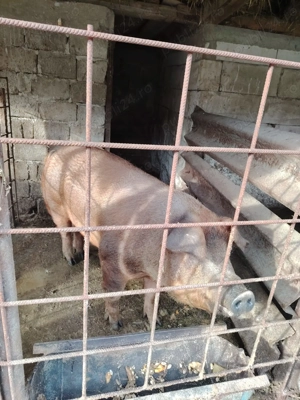 Vins porci rasa Duron rasa de carne