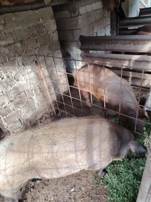 Vins porci rasa Duron rasa de carne - imagine 3