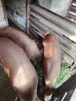 Vins porci rasa Duron rasa de carne - imagine 2