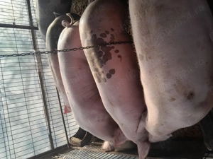 Porci de carne de vanzare 