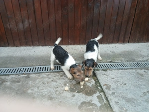 Vând căței fox terrieri  - imagine 2