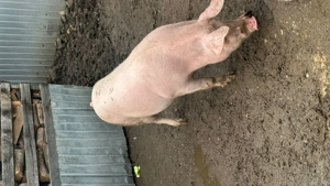 Vând Porci de calitate regală  - imagine 3