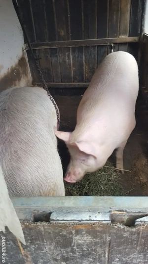 Porc  de vânzare  - imagine 3