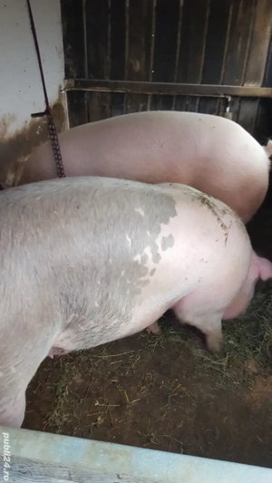 Porc  de vânzare  - imagine 2