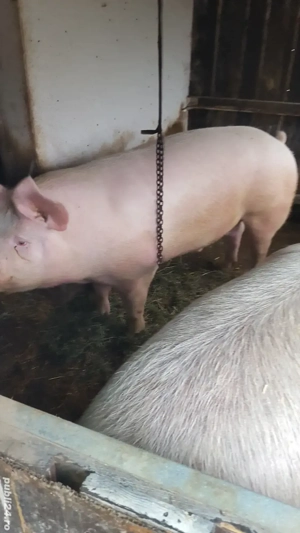 Porc  de vânzare  - imagine 5