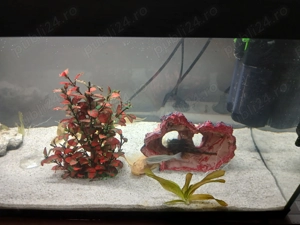 Vand acvariu cu accesori multiple - imagine 4