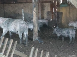 Vând purcei  - imagine 2