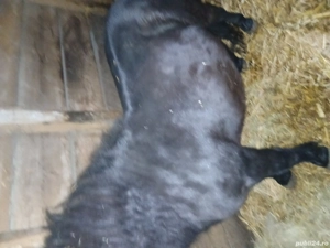 ponei de vnzare sau la schimb 