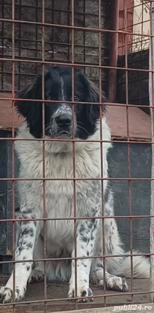 Ciobanesc Romanesc de Bucovina 