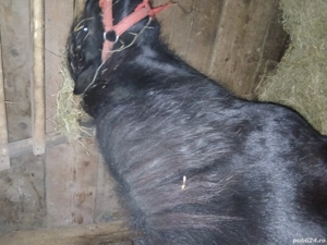 ponei de vnzare sau la schimb  - imagine 4