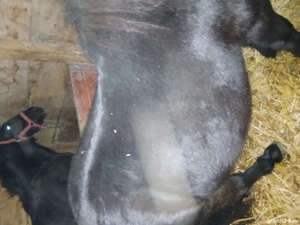 ponei de vnzare sau la schimb  - imagine 3