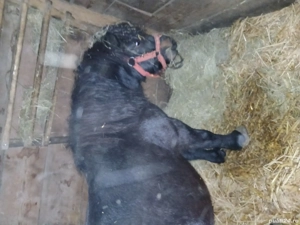 ponei de vnzare sau la schimb  - imagine 5