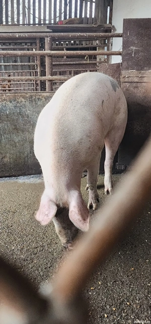 vand porc de taiat  - imagine 2