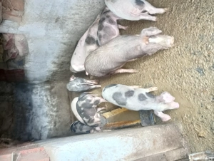 vind șoldani - imagine 2