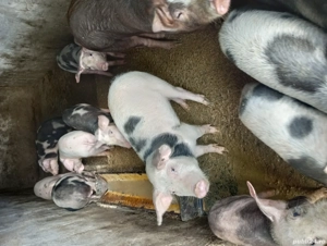 vind șoldani - imagine 3